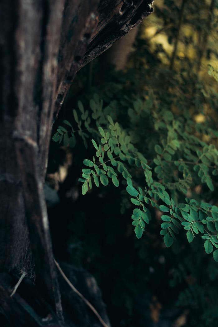 Close-up of vibrant moringa leaves in a natural setting, Aracati, Brazil.