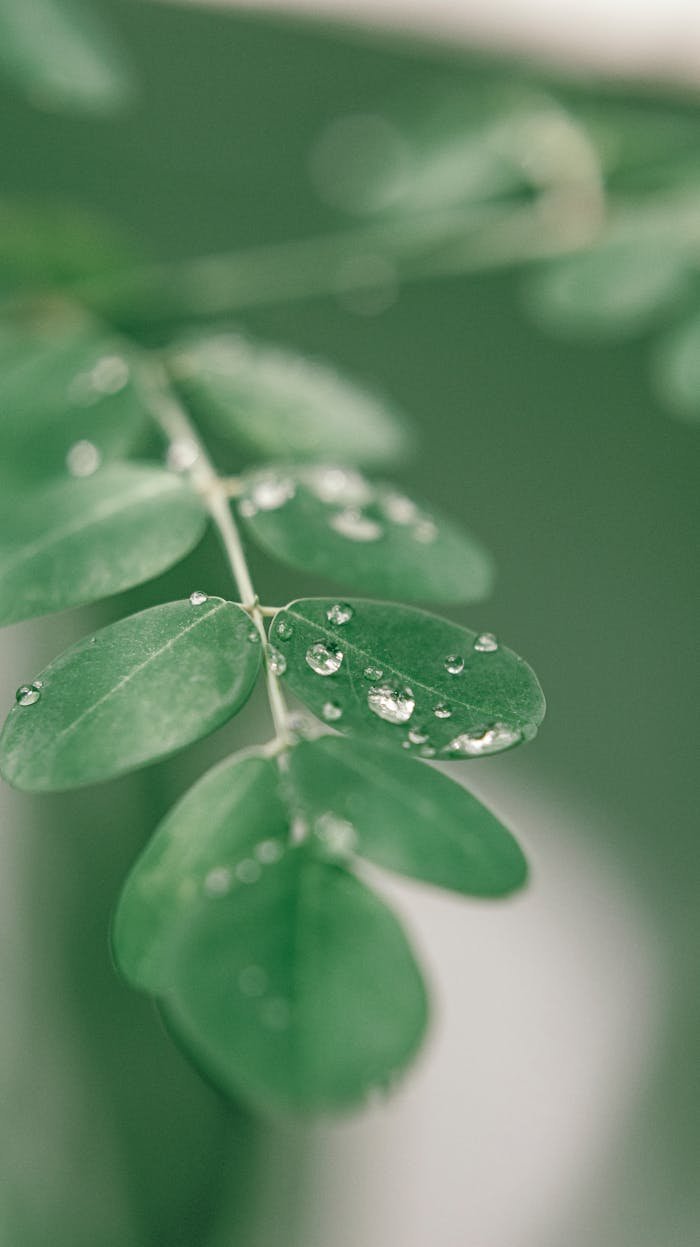 Detailed photograph of Moringa leaves covered with dew droplets, showcasing natural beauty and tranquility.
