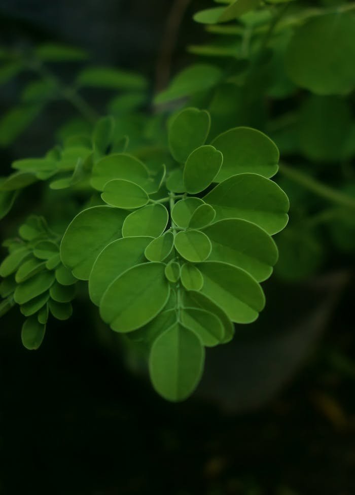 A vibrant close-up photo of fresh green Moringa leaves showcasing their unique shape and vivid color.